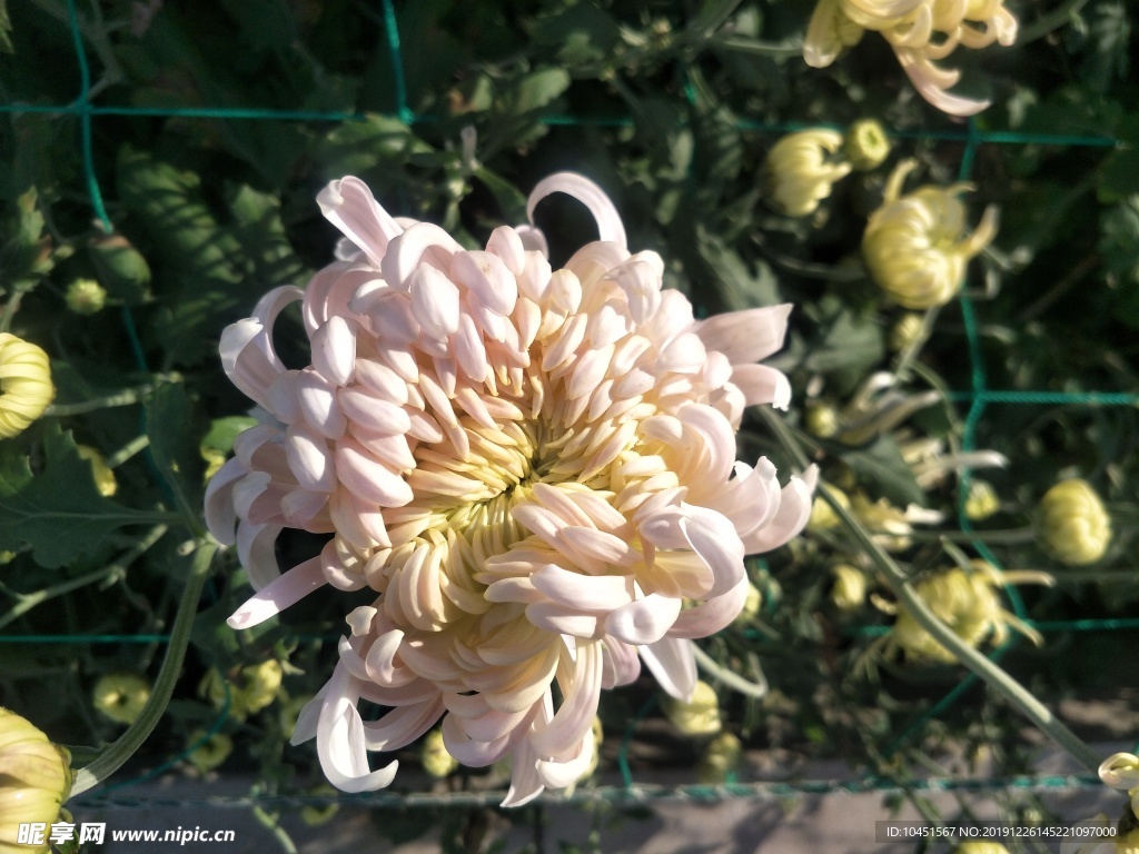 一朵菊
