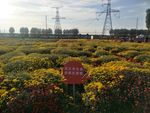 菊花展