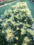 菊花展览