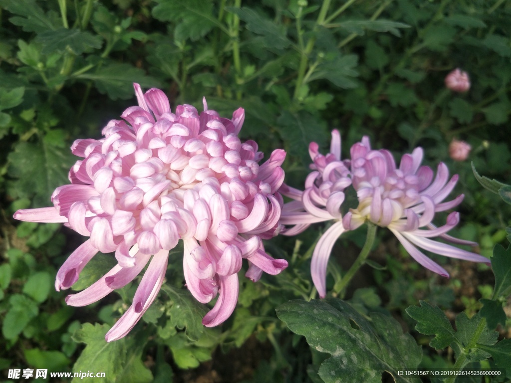 两朵粉色菊花