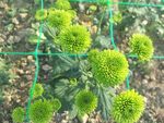 绿色小菊花
