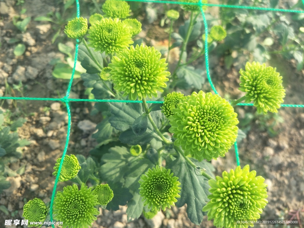 绿色小菊花