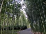 竹林