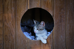 小猫宠物猫咪背景