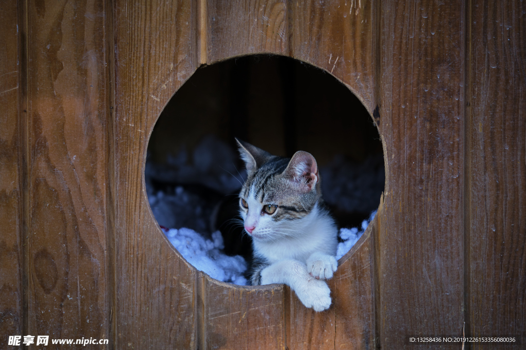 小猫宠物猫咪背景