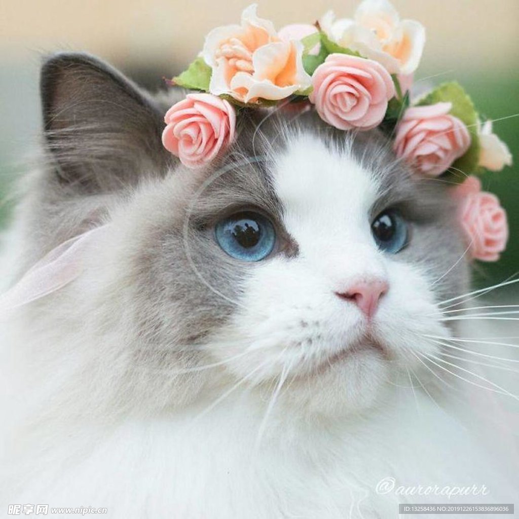 小猫可爱猫咪宠物背景