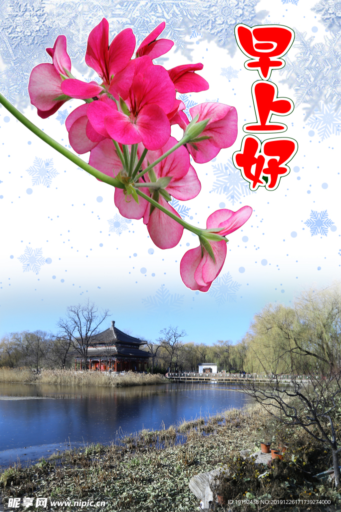 天竺葵