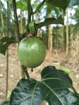百香果