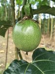 百香果