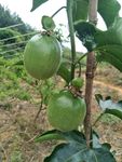 百香果