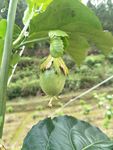 百香果