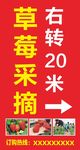 草莓采摘