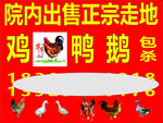 走地鸡灯箱