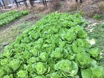 菜地 菜园子 白菜