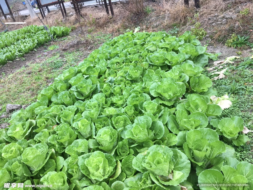 菜地 菜园子 白菜