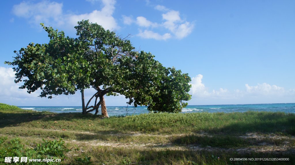 加勒比海海滩