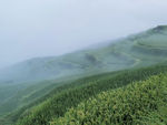 稻田