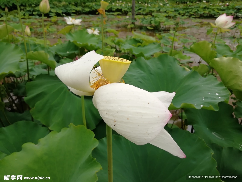 绿叶白花