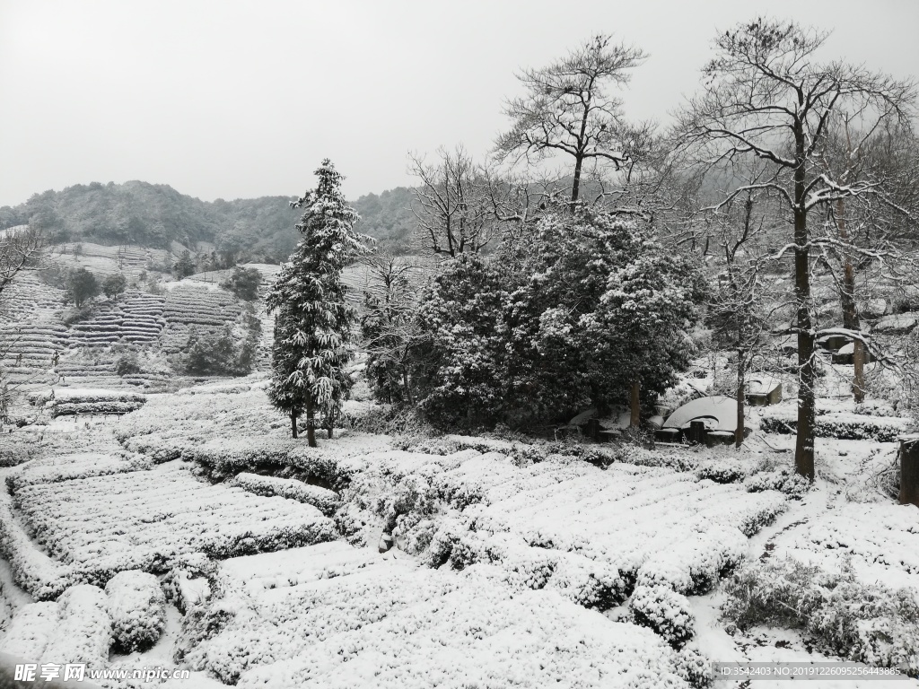 西湖龙井茶园雪景