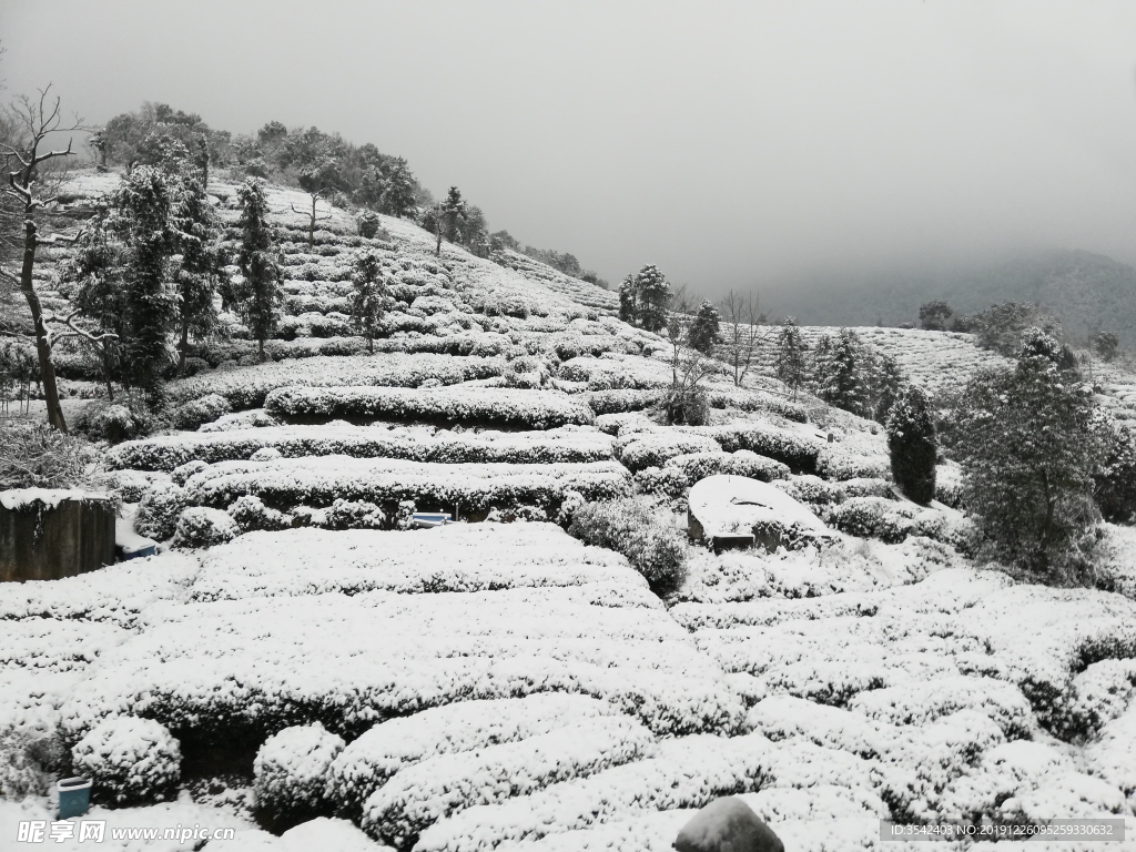 西湖龙井 茶园 雪景 龙坞