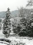 西湖龙井 茶园 雪景 龙坞
