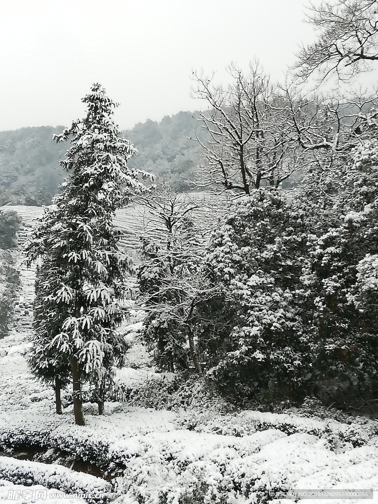 西湖龙井 茶园 雪景 龙坞