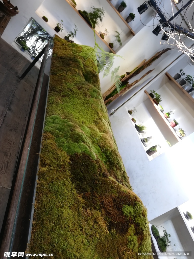 绿植馆 绿茵