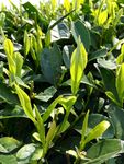 西湖龙井 茶芽