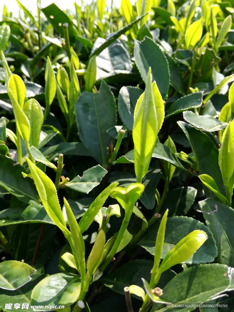 西湖龙井 茶芽