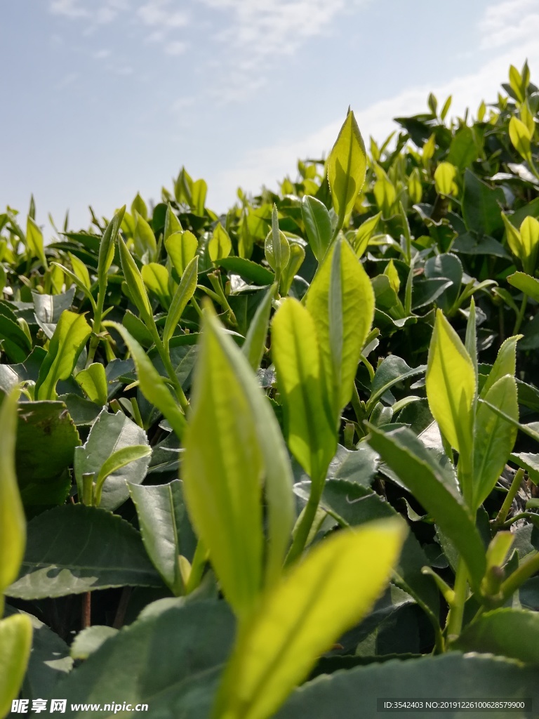 西湖龙井茶芽