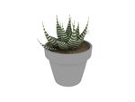 多肉植物3d模型