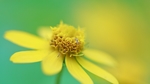 小黄花