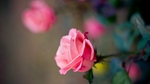 玫瑰花