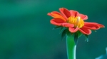肿柄菊花
