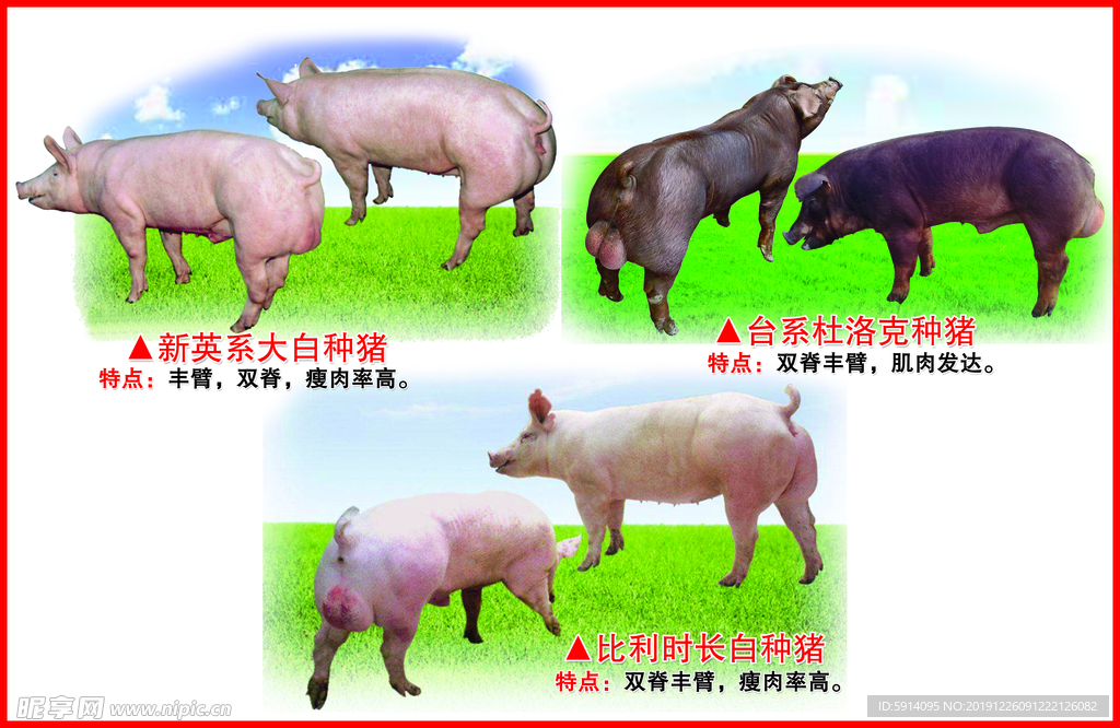种猪挂图