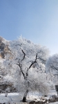 吉林雾凇雪景