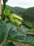 百香果花