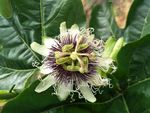 百香果花