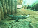 鳄鱼