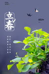 立春