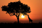 非洲日落剪影