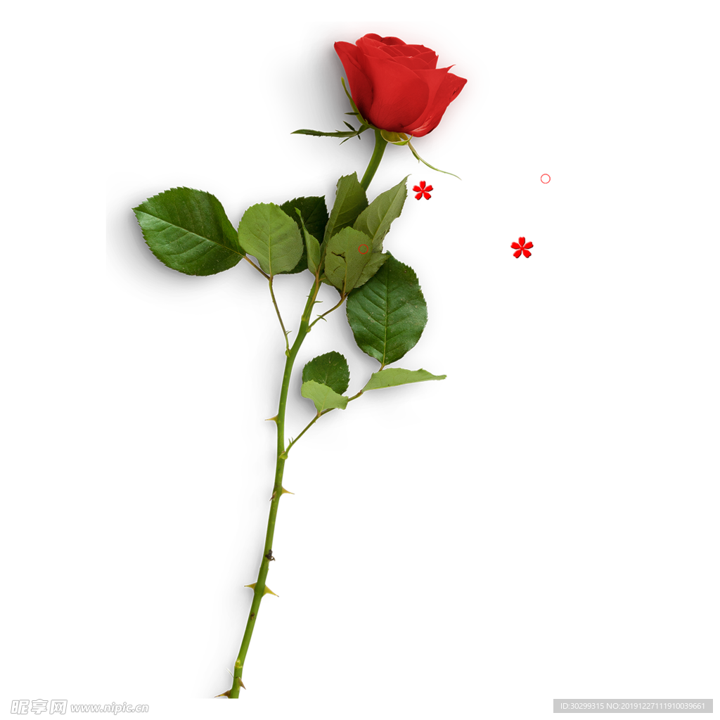 玫瑰花