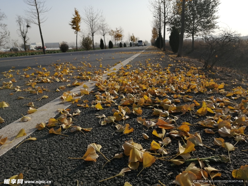 道路落叶风景