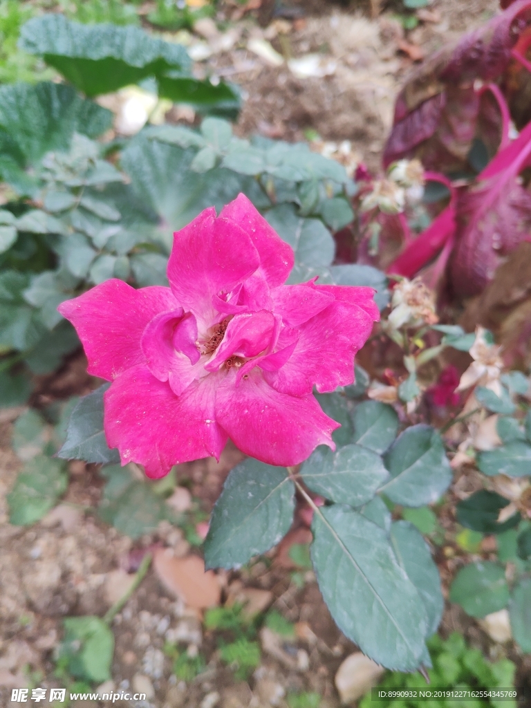月季花