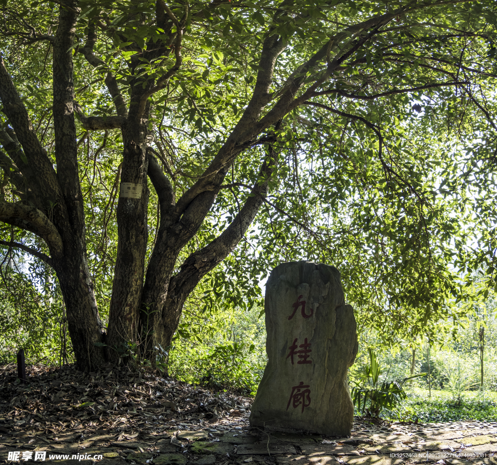 咸宁桂花镇