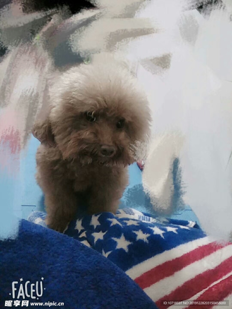 狗狗