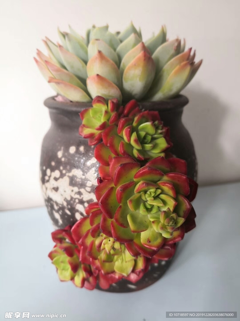 花卉
