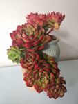 花卉