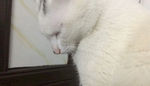 白猫