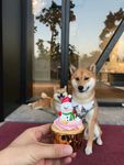 狗狗